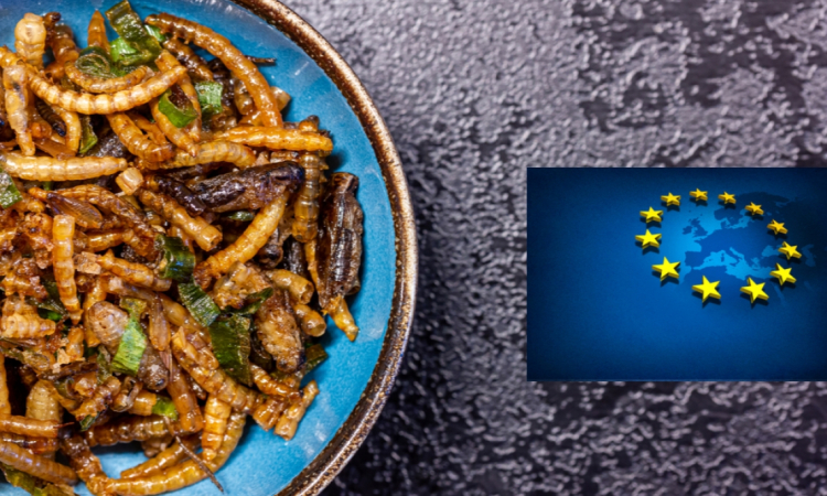 Ο ζωοτέχνης Αντώνης Κάμπουρας μιλάει για την νέα τάση της κατανάλωσης εντόμων